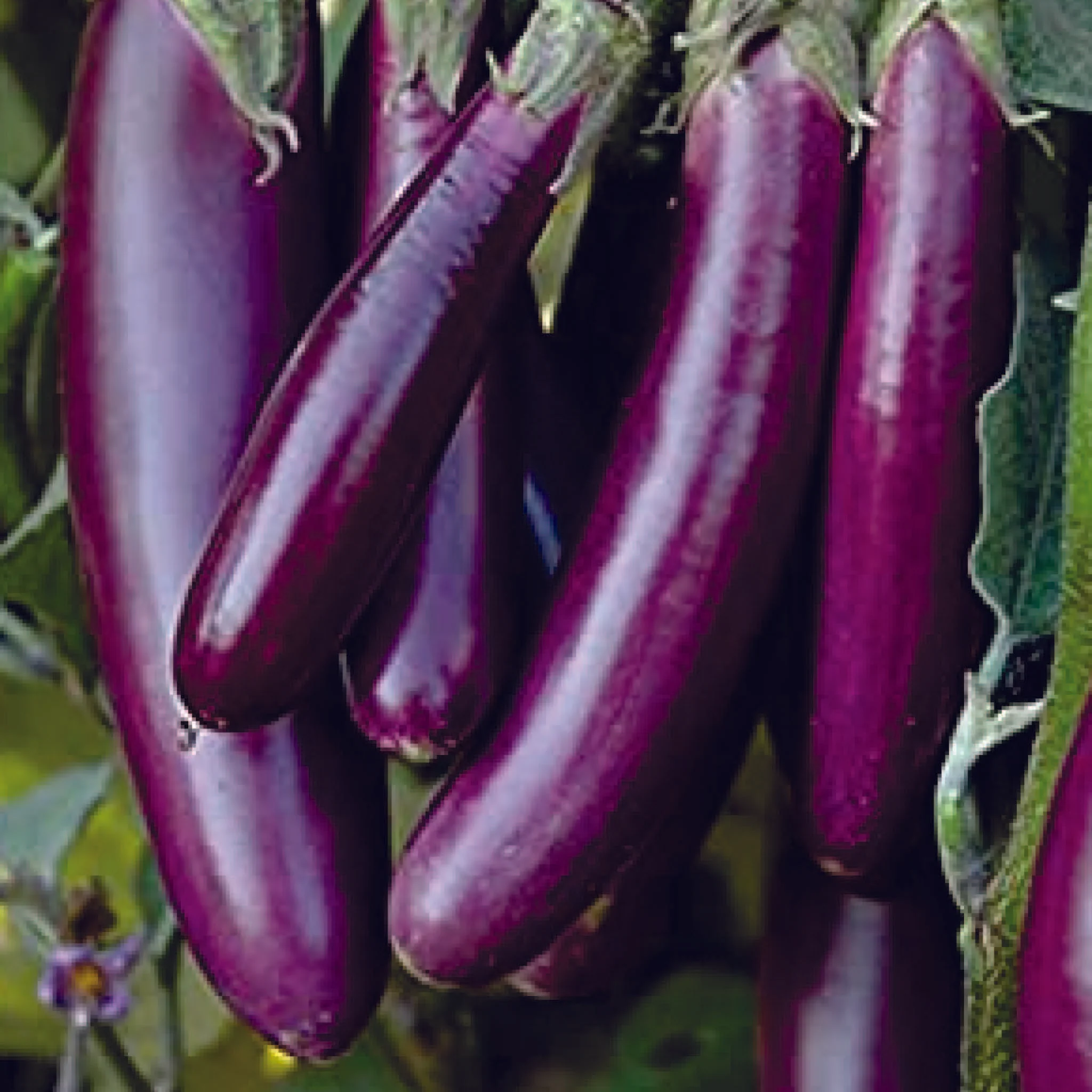 Brinjal