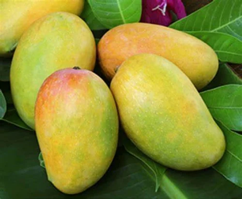 Mango Kesar